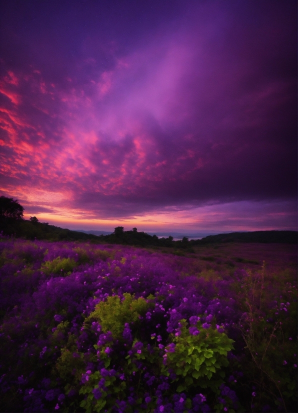 Abstract Stock Video, Cloud, Sky, Plant, Atmosphere, Flower