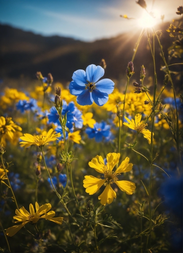 Billboard Stock Footage, Herb, Vascular Plant, Plant, Flower, Flax