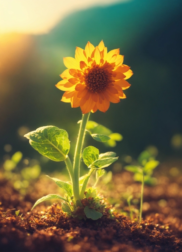 Copyright Free Shorts, Sunflower, Plant, Flower, Herb, Yellow