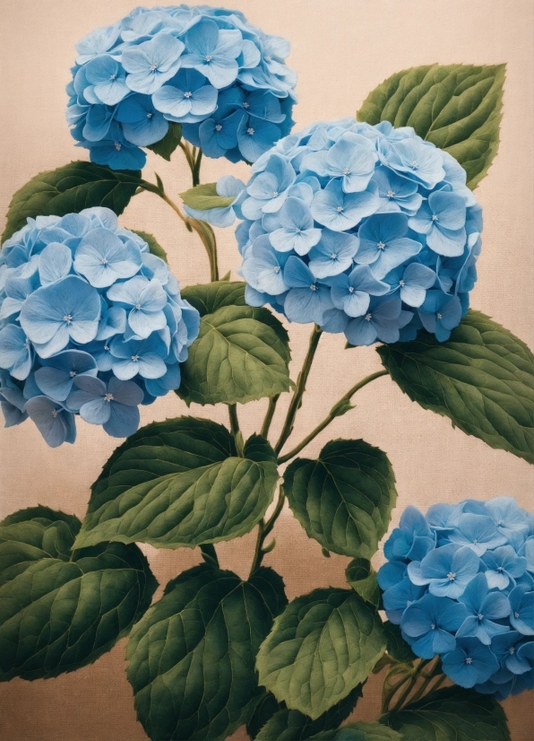 Dareful Stock Videos, Hydrangea, Shrub, Woody Plant, Vascular Plant, Plant