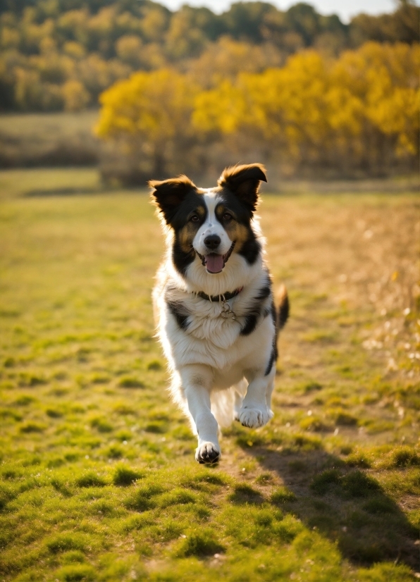 Free Archive Video Footage, Border Collie, Shepherd Dog, Dog, Canine, Pet