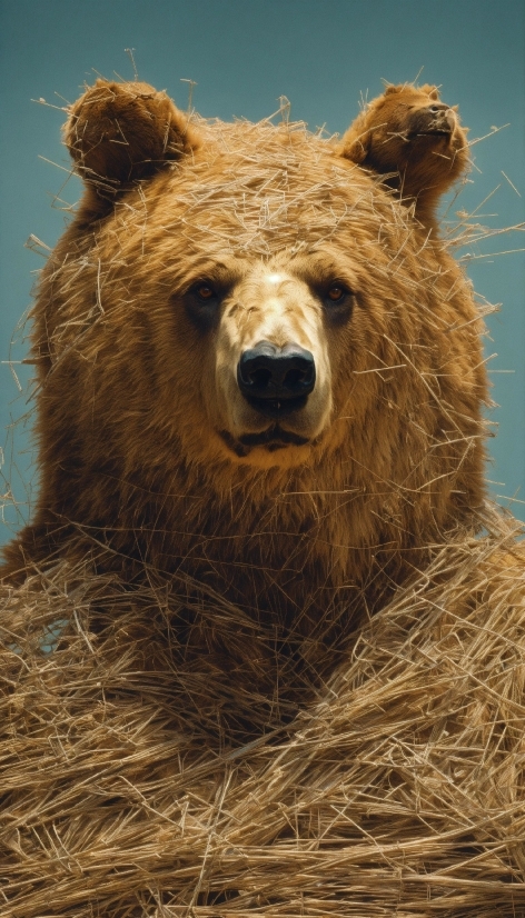 Free Royalty Free Stock Footage, Brown Bear, Bear, Mammal, Hay, Brown