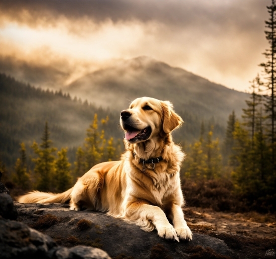 Free Video Loop Background, Retriever, Dog, Golden Retriever, Pet, Canine