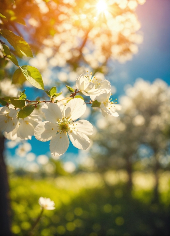 Korean Video No Copyright, Spirea, Spring, Blossom, Tree, Flower