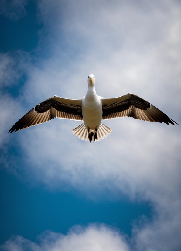 Long Stock Videos, Bird, Seabird, Flying, Gull, Pelican