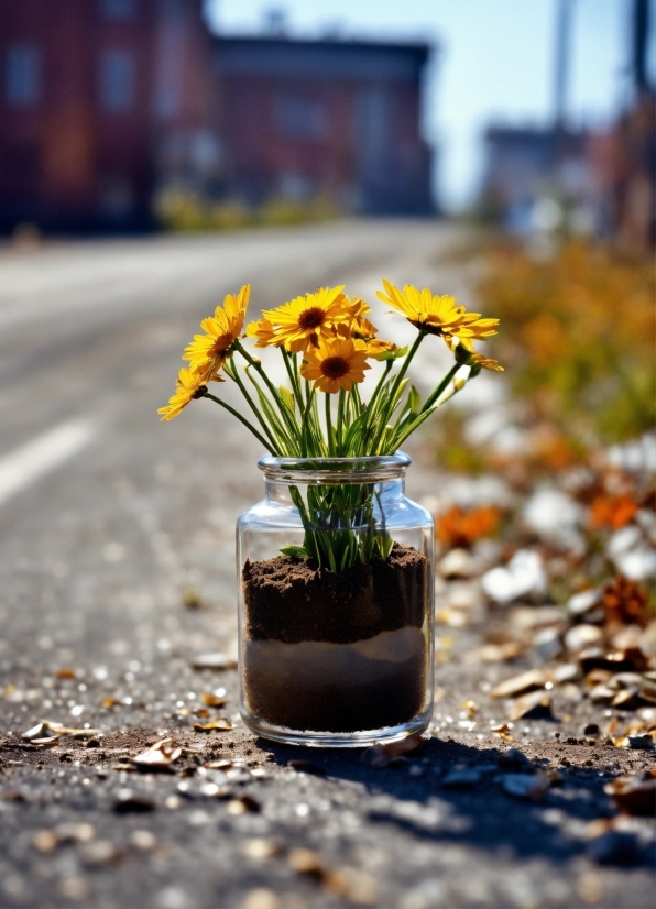 No Copyright Footage Video, Sunflower, Flower, Plant, Herb, Yellow