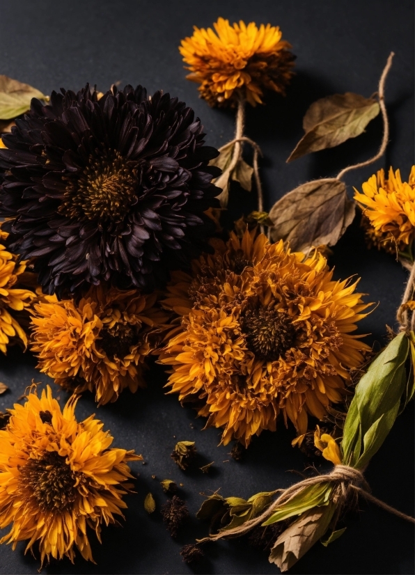 Sunflower, Flower, Plant, Yellow, Summer, Petal