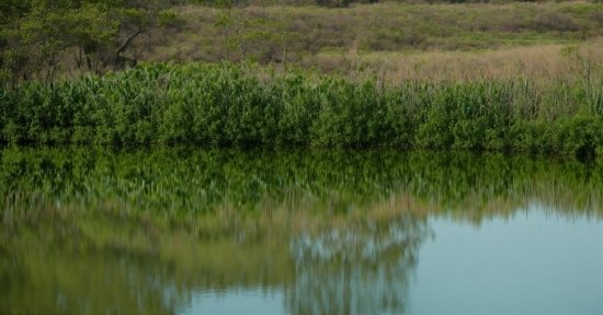 Ai Green Screen Online, Water, Plant, Natural Landscape, Fluvial Landforms Of Streams, Lake