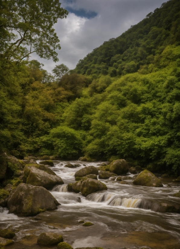 Animal Copyright Free Video, Cloud, Water, Sky, Plant, Fluvial Landforms Of Streams