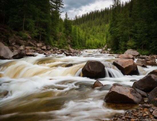 Animal Green Screen Video Free Download, Water, Water Resources, Fluvial Landforms Of Streams, Tree, Plant