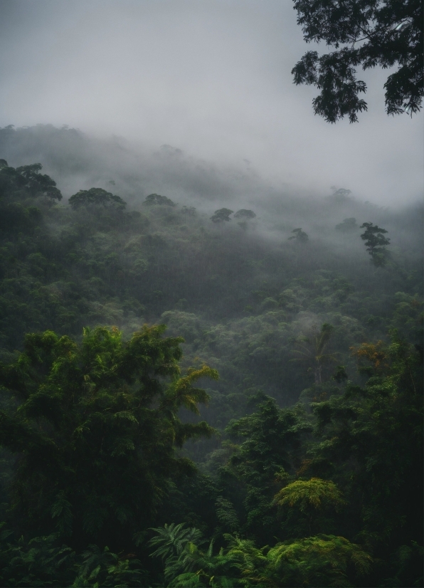 Atmosphere, Sky, Plant Community, Plant, Cloud, Fog