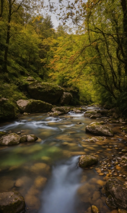 Bird Stock Footage, Water, Water Resources, Plant, Fluvial Landforms Of Streams, Natural Landscape