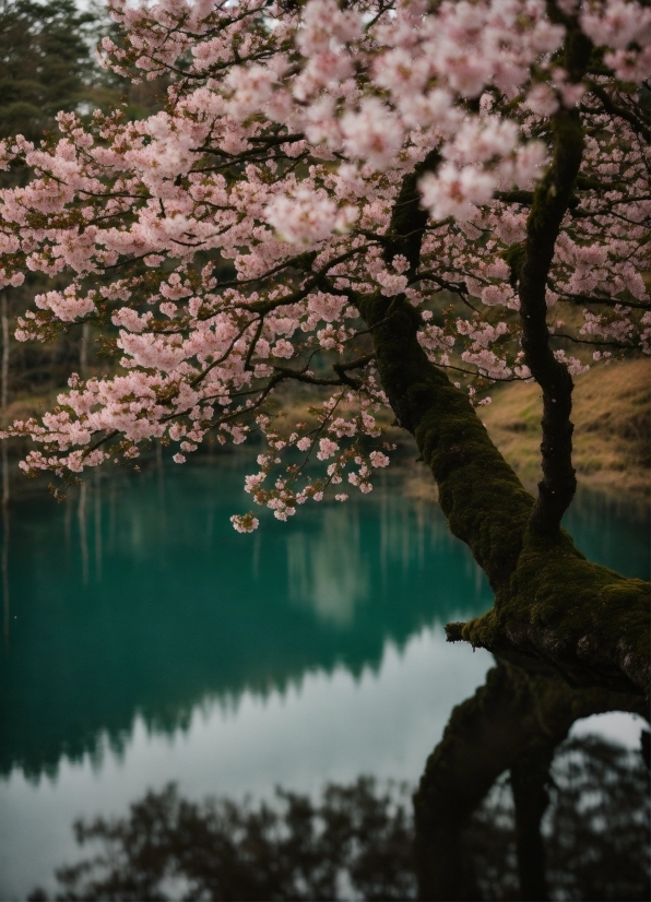 Butterfly Stock Video, Water, Flower, Natural Landscape, Natural Environment, Twig