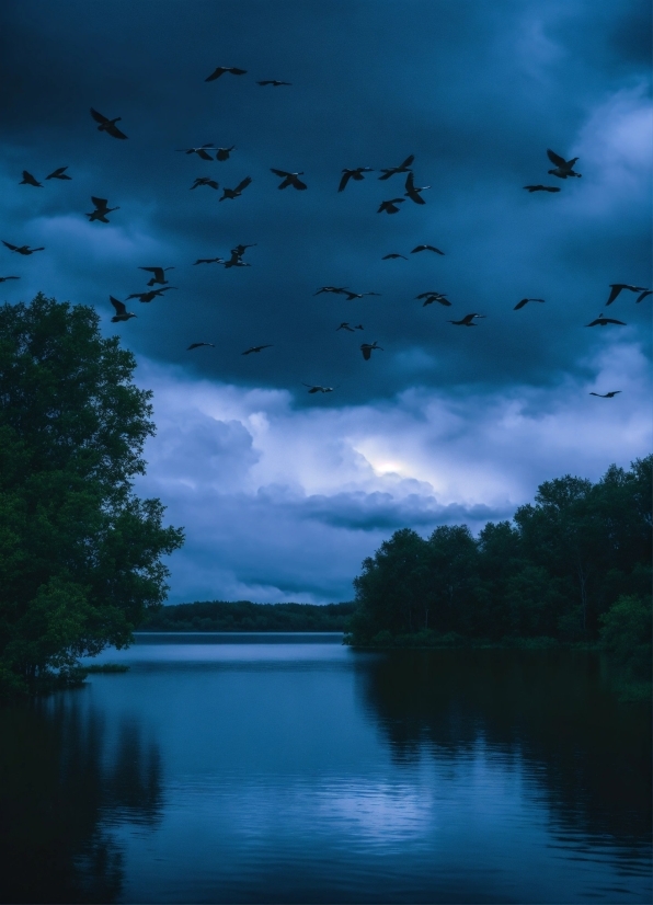 Cloud, Bird, Water, Sky, Atmosphere, Daytime