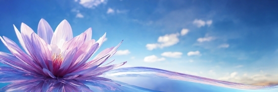 Cloud, Sky, Flower, Water, Plant, Petal