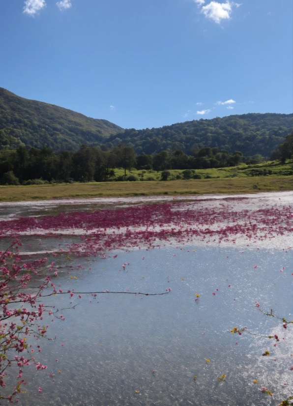 Compose Music Using Ai, Sky, Water, Cloud, Water Resources, Plant