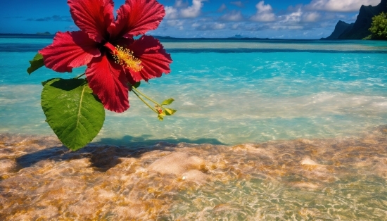 Computer Screen Saver Images, Water, Sky, Flower, Cloud, Plant