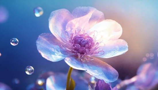 Desktop Live Wallpaper Pro Free Download, Flower, Plant, Purple, Water, Petal