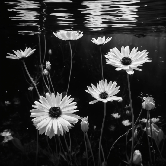 Djay And Spotify, Flower, Water, Plant, White, Light