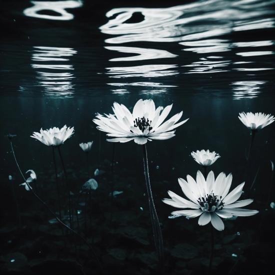 Ff Background, Water, Flower, Plant, Liquid, Leaf