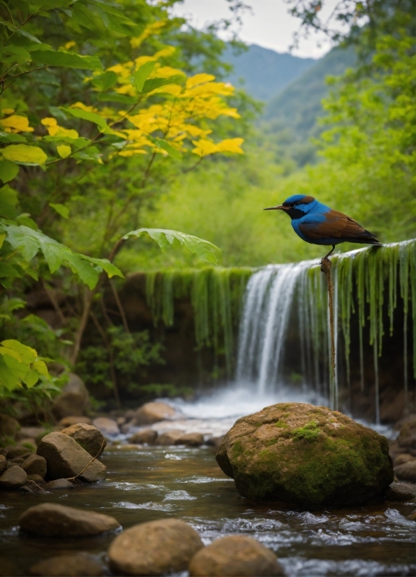 Free Snake Video, Water, Plant, Bird, Natural Environment, Natural Landscape