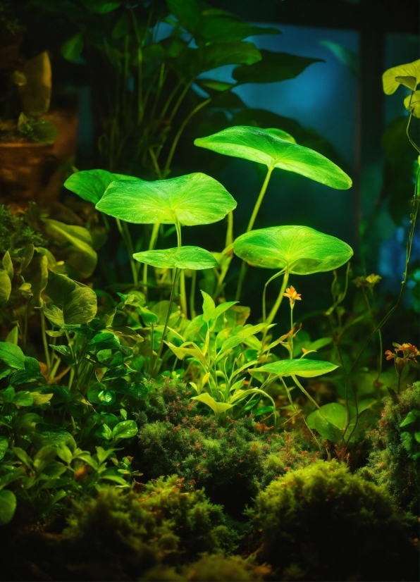 Gaming Background For Pc, Plant, Green, Water, Organism, Terrestrial Plant