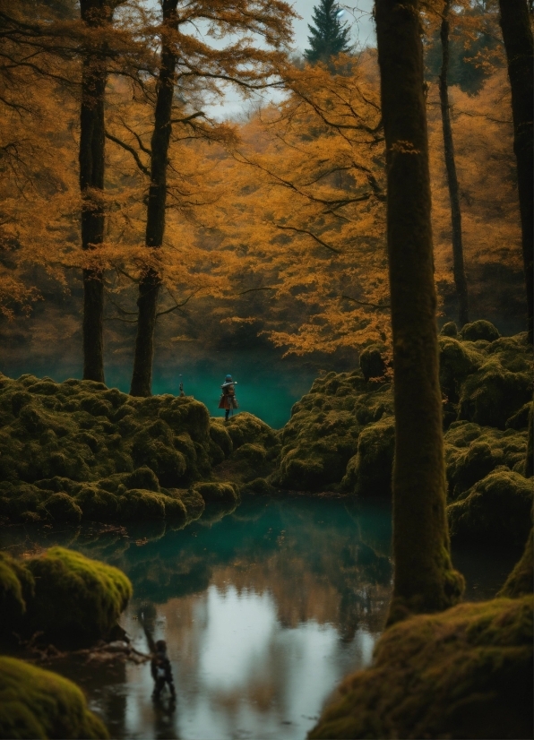 Google Drum Ai, Water, Plant, Natural Landscape, Wood, Tree