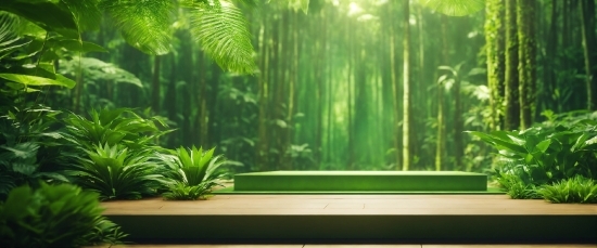 Green Screen Background Video Editing Download, Plant, Green, Terrestrial Plant, Wood, Window