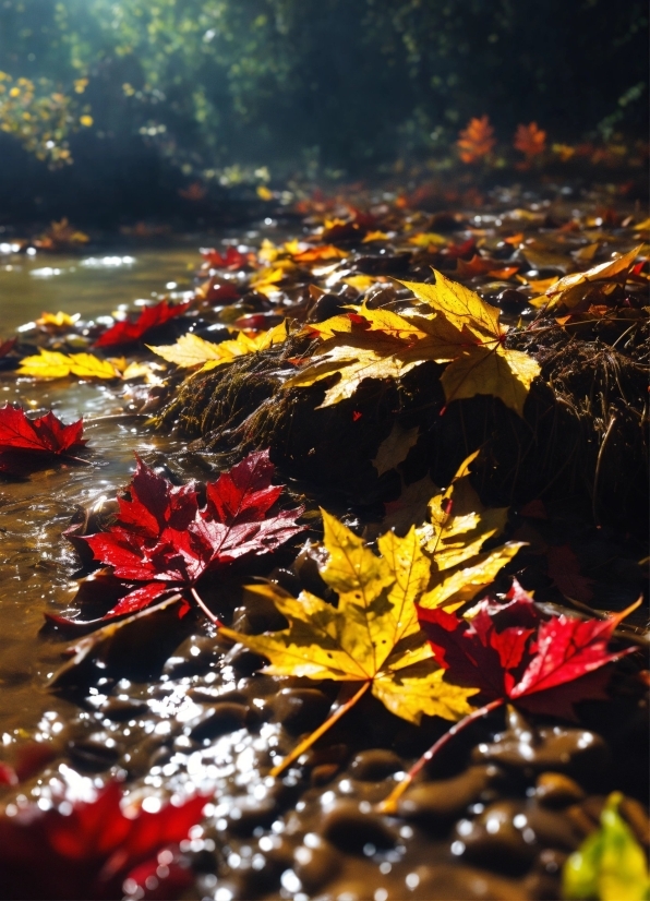 Hotpot Ai Restore Picture, Water, Light, Natural Landscape, Leaf, Branch