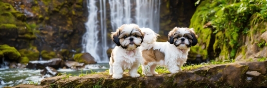 Lotus Blooming Video Free Download, Water, Dog, Carnivore, Waterfall, Dog Breed