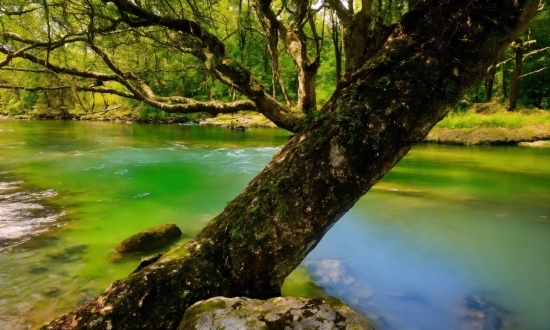 Natural Background Video Free Download, Water, Plant, Tree, Natural Landscape, Wood