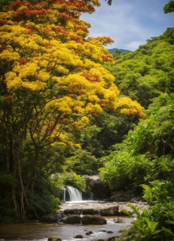 Natural Free Video Download, Water, Plant, Sky, Cloud, Nature