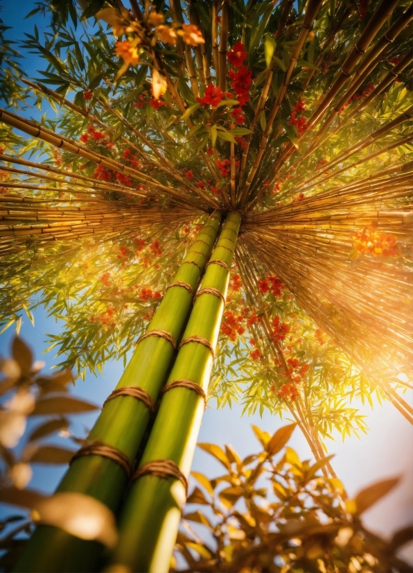 News Anchor Stock Footage Free, Plant, Sky, Nature, Tree, Botany