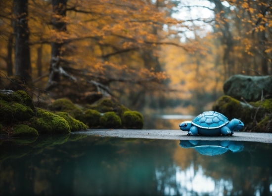 Passport Photo Ai Free, Water, Plant, Natural Landscape, Wood, Lake