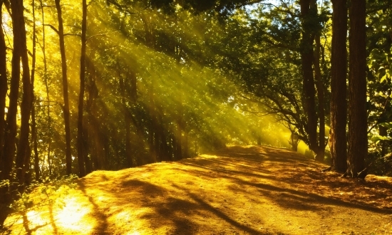 Plant, Wood, Natural Landscape, People In Nature, Shade, Trunk