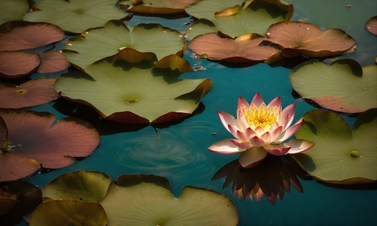 Remini Ai Web, Flower, Water, Plant, Lotus, Petal