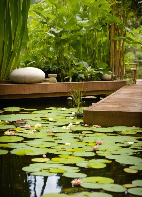 Shutter Stock Images, Water, Plant, Plant Community, Green, Liquid