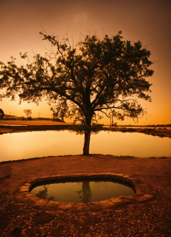 Sky, Water, Atmosphere, Plant, Cloud, Natural Landscape