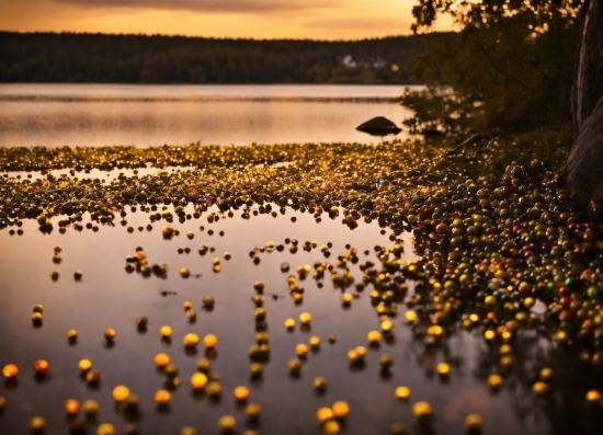 Stock Footage Library, Water, Sky, Water Resources, Light, Leaf