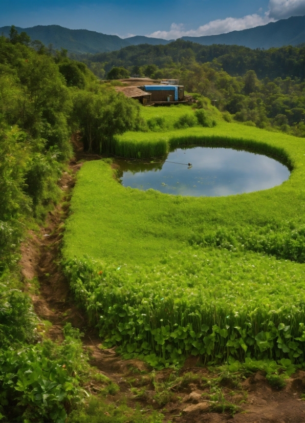 Stock Photo Sites, Water, Plant, Sky, Water Resources, Cloud