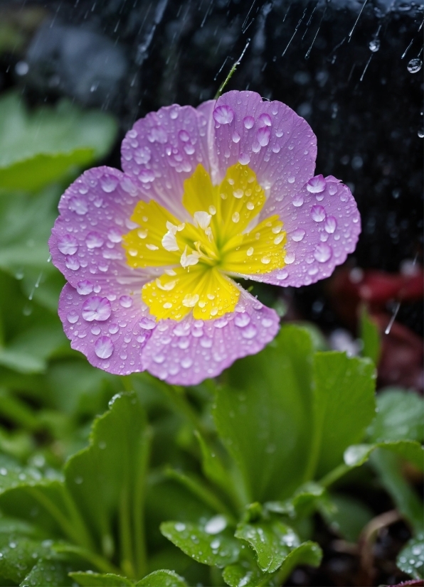 Topaz Gigapixel Ai Torrent, Flower, Water, Plant, Liquid, Botany