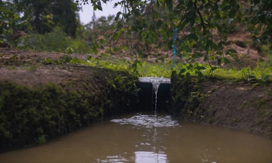 Tubidy Mp4 Music Download, Water, Plant, Natural Landscape, Tree, Grass