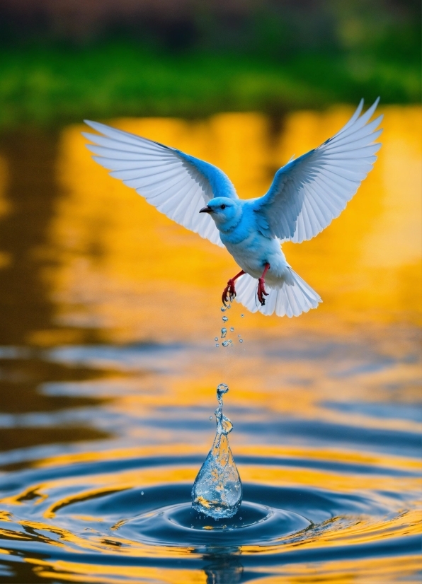 Upscale Blurry Image, Water, Liquid, Vertebrate, Bird, Fluid