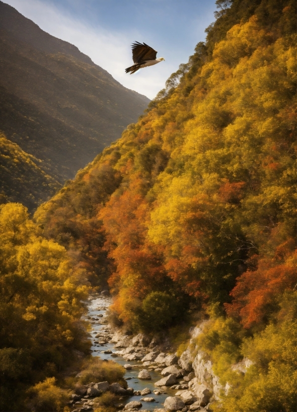 Vimeo Free Stock Video, Sky, Cloud, Mountain, Plant, Natural Landscape