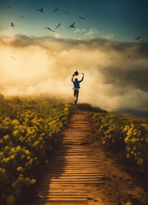 War Stock Image, Cloud, Sky, Plant, Flower, Bird