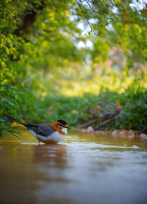 Water, Bird, Plant, Beak, Natural Landscape, Tree