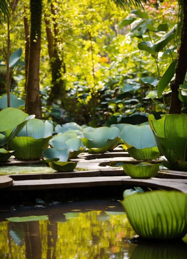 Water, Plant, Green, Leaf, Botany, Body Of Water