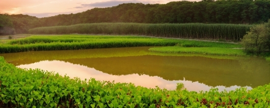 Water, Water Resources, Plant, Natural Landscape, Sky, Grass