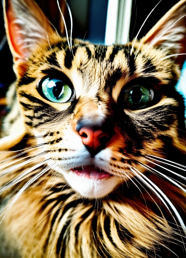 Best Easy Editing Apps, Head, Cat, Eye, Felidae, Carnivore