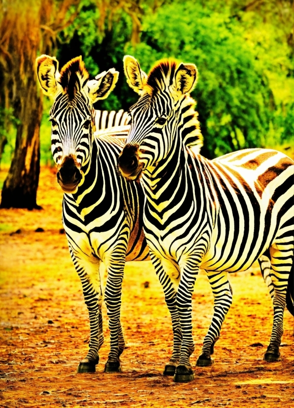 Best Editing Software Reddit, Zebra, Water, Vertebrate, Natural Environment, Organism